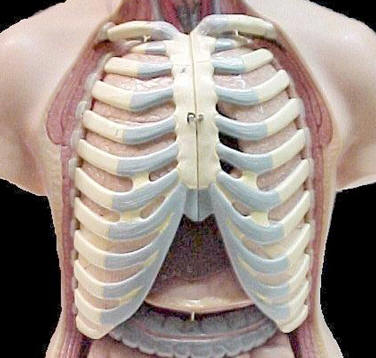 Lungs uzopedia